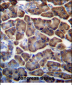 KCTD3 Antibody (C-term)