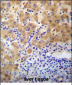 APCDD1 Antibody (N-term)