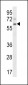 APCDD1 Antibody (N-term)