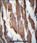 TGFBRAP1 Antibody (C-term)