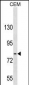 TGFBRAP1 Antibody (C-term)