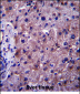 SGMS1 Antibody (N-term)