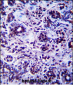 DHX32 Antibody (Center)