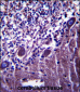 PLXNC1 Antibody (C-term)