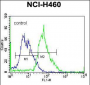 MGAT5 Antibody (C-term)