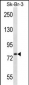 ARHGAP24 Antibody (C-term)