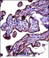 CEACAM3 Antibody (C-term)