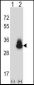 CEACAM3 Antibody (C-term)