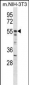 Mouse Akt2 Antibody (N-term)