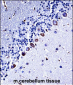 Mouse Csnk1g3 Antibody (C-term)