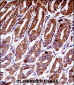 Mouse Map3k7 Antibody (N-term)