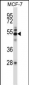 Mouse Map3k7 Antibody (N-term)