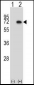 Mouse Map3k7 Antibody (N-term)