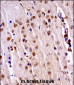 Mouse Nek3 Antibody (C-term)