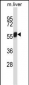 Mouse Nek3 Antibody (C-term)