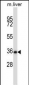 Mouse Nek6 Antibody (C-term)