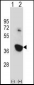 Mouse Nek6 Antibody (C-term)