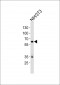 Mouse Ntrk2 Antibody (Center)