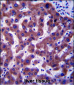 ERG25 Antibody  (C-term)