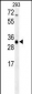 ERG25 Antibody  (C-term)