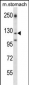 LAMC2 Antibody (Center)