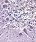 NPPC Antibody (C-term)