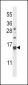 NPPC Antibody (C-term)