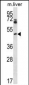 Mouse Pim1 Antibody (C-term)