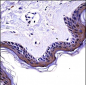 NCK2 Antibody (N-term)