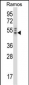 NCK2 Antibody (N-term)