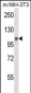 Mouse Jak1 Antibody (N-term)