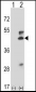 Mouse Map2k5 Antibody (C-term)