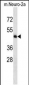 Mouse Map2k5 Antibody (C-term)