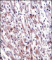 EGLN3 Antibody (C-term)