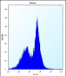 Mouse Phkg1 Antibody (C-term)