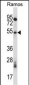 Mouse Phkg1 Antibody (C-term)