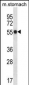 Mouse Phkg1 Antibody (C-term)