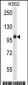 Mouse Ptk2b Antibody (Center)