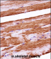 Mouse Raf1 Antibody (N-term)