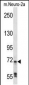 Mouse Raf1 Antibody (N-term)