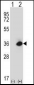 Mouse Rage Antibody (N-term)