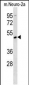 Mouse Rage Antibody (N-term)