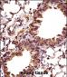 Mouse Hoxc10 Antibody (C-term)