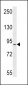 RRP1B Antibody (N-term)