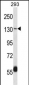 Mouse Erbb4 Antibody (C-term)