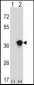 Mouse Map2k3 Antibody (Center)