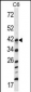 Mouse Map2k3 Antibody (Center)