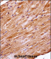 Mouse Mapk4 Antibody (N-term)