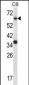 Mouse Mapk4 Antibody (N-term)