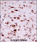 Mouse Phkg2 Antibody (N-term)